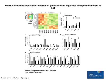 GPR120 deficiency alters the expression of genes involved in glucose and lipid metabolism in BAT GPR120 deficiency alters the expression of genes involved.