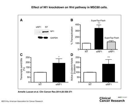 Effect of Nf1 knockdown on Wnt pathway in MSC80 cells.