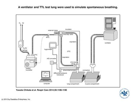 A ventilator and TTL test lung were used to simulate spontaneous breathing. A ventilator and TTL test lung were used to simulate spontaneous breathing.