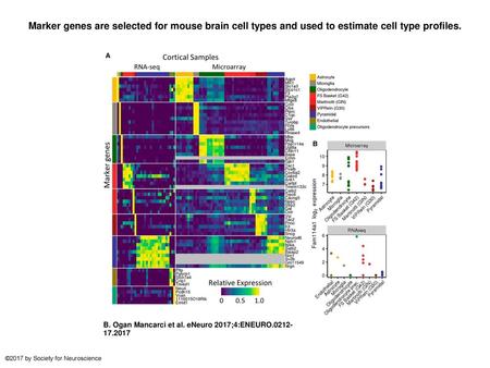 Marker genes are selected for mouse brain cell types and used to estimate cell type profiles. Marker genes are selected for mouse brain cell types and.