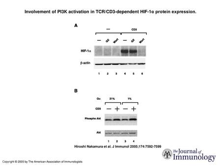 Involvement of PI3K activation in TCR/CD3-dependent HIF-1α protein expression. Involvement of PI3K activation in TCR/CD3-dependent HIF-1α protein expression.