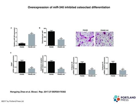 Overexpression of miR-340 inhibited osteoclast differentiation