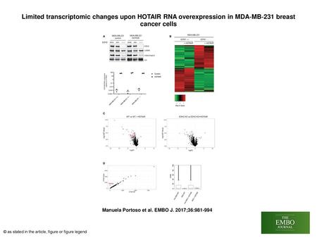 Limited transcriptomic changes upon HOTAIR RNA overexpression in MDA‐MB‐231 breast cancer cells Limited transcriptomic changes upon HOTAIR RNA overexpression.