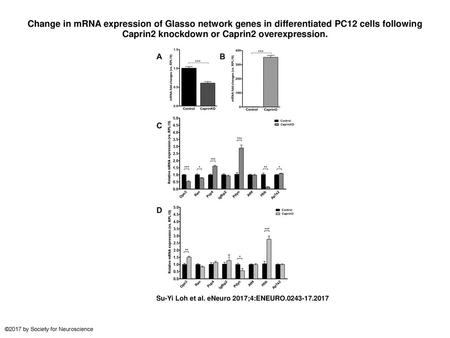 Change in mRNA expression of Glasso network genes in differentiated PC12 cells following Caprin2 knockdown or Caprin2 overexpression. Change in mRNA expression.