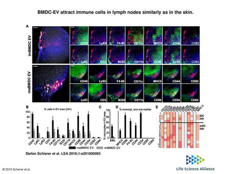 BMDC-EV attract immune cells in lymph nodes similarly as in the skin.