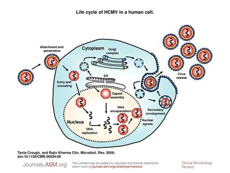 Life cycle of HCMV in a human cell.