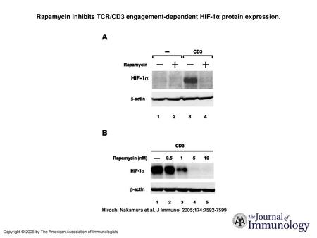 Rapamycin inhibits TCR/CD3 engagement-dependent HIF-1α protein expression. Rapamycin inhibits TCR/CD3 engagement-dependent HIF-1α protein expression. Human.