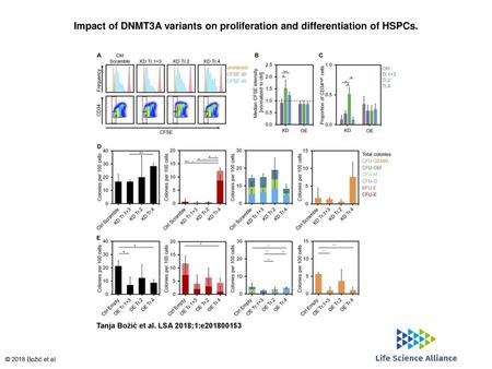 Impact of DNMT3A variants on proliferation and differentiation of HSPCs. Impact of DNMT3A variants on proliferation and differentiation of HSPCs. (A) Histograms.