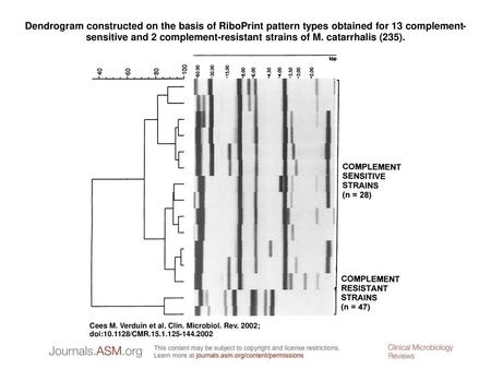 Dendrogram constructed on the basis of RiboPrint pattern types obtained for 13 complement-sensitive and 2 complement-resistant strains of M. catarrhalis.