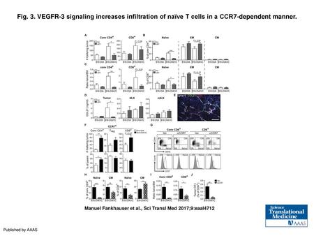 Fig. 3. VEGFR-3 signaling increases infiltration of naïve T cells in a CCR7-dependent manner. VEGFR-3 signaling increases infiltration of naïve T cells.