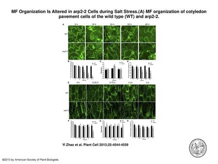 MF Organization Is Altered in arp2-2 Cells during Salt Stress