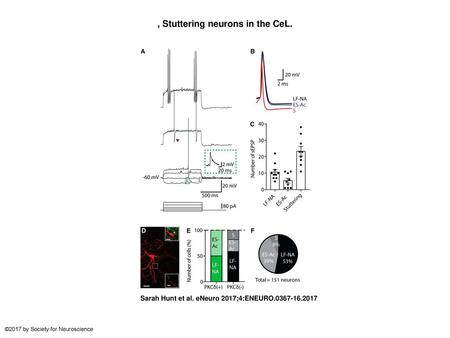 , Stuttering neurons in the CeL.