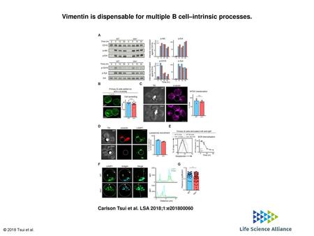 Vimentin is dispensable for multiple B cell–intrinsic processes.
