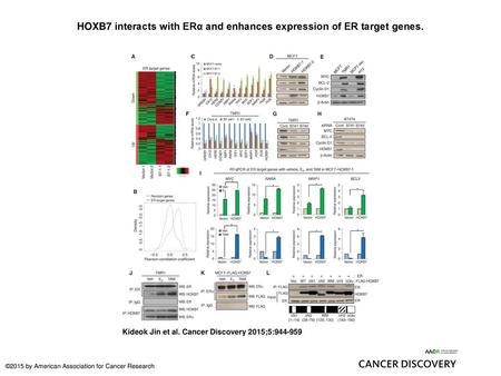HOXB7 interacts with ERα and enhances expression of ER target genes.