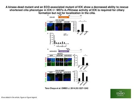A kinase‐dead mutant and an ECO‐associated mutant of ICK show a decreased ability to rescue shortened cilia phenotype in ICK−/− MEFs A–FKinase activity.