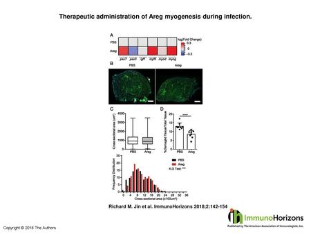 Therapeutic administration of Areg myogenesis during infection.