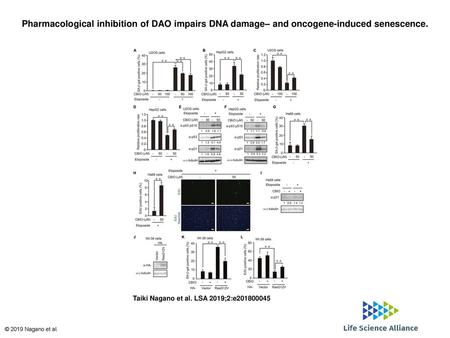 Pharmacological inhibition of DAO impairs DNA damage– and oncogene-induced senescence. Pharmacological inhibition of DAO impairs DNA damage– and oncogene-induced.