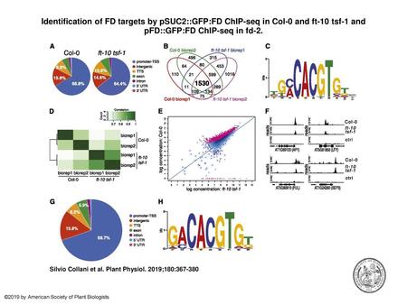Identification of FD targets by pSUC2::GFP:FD ChIP-seq in Col-0 and ft-10 tsf-1 and pFD::GFP:FD ChIP-seq in fd-2. Identification of FD targets by pSUC2::GFP:FD.