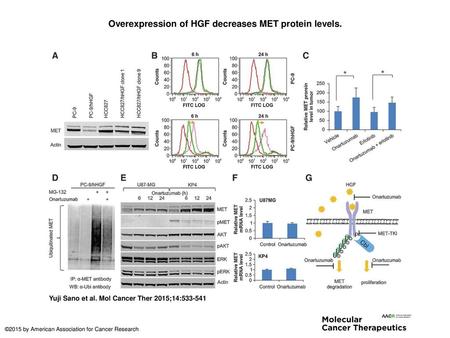 Overexpression of HGF decreases MET protein levels.