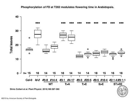 Phosphorylation of FD at T282 modulates flowering time in Arabidopsis.