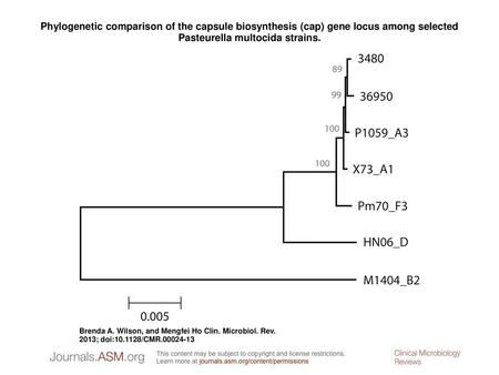 Phylogenetic comparison of the capsule biosynthesis (cap) gene locus among selected Pasteurella multocida strains. Phylogenetic comparison of the capsule.
