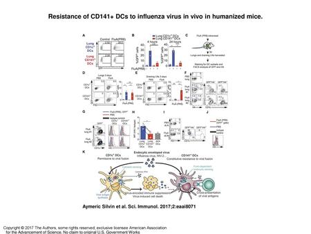 Resistance of CD141+ DCs to influenza virus in vivo in humanized mice.
