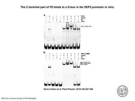 The C-terminal part of FD binds to a G-box in the SEP3 promoter in vitro. The C-terminal part of FD binds to a G-box in the SEP3 promoter in vitro. A,
