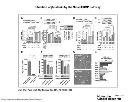 Inhibition of β-catenin by the Smad4/BMP pathway.