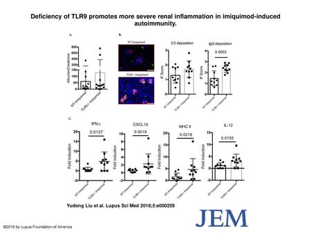 Deficiency of TLR9 promotes more severe renal inflammation in imiquimod-induced autoimmunity. Deficiency of TLR9 promotes more severe renal inflammation.