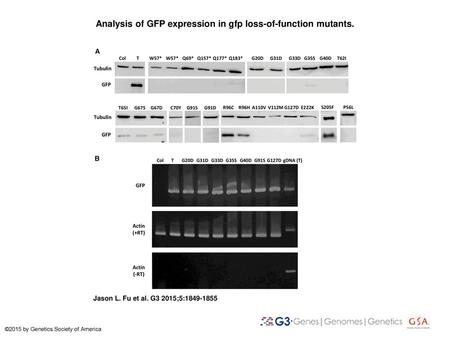 Analysis of GFP expression in gfp loss-of-function mutants.
