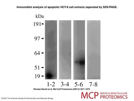 Immunoblot analysis of apoptotic HCT-8 cell extracts separated by SDS-PAGE. Immunoblot analysis of apoptotic HCT-8 cell extracts separated by SDS-PAGE.