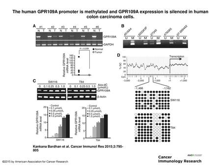The human GPR109A promoter is methylated and GPR109A expression is silenced in human colon carcinoma cells. The human GPR109A promoter is methylated and.