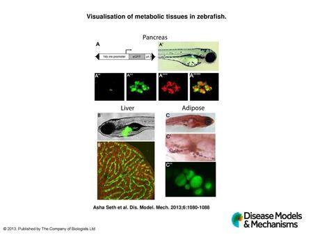 Visualisation of metabolic tissues in zebrafish.