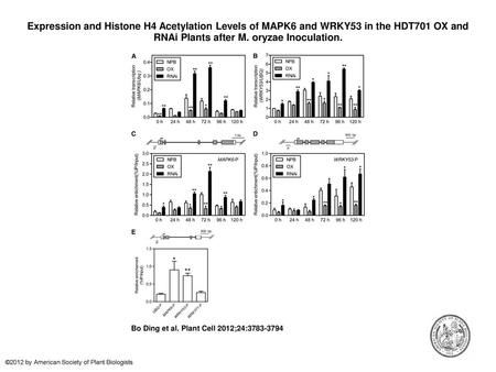 Expression and Histone H4 Acetylation Levels of MAPK6 and WRKY53 in the HDT701 OX and RNAi Plants after M. oryzae Inoculation. Expression and Histone H4.