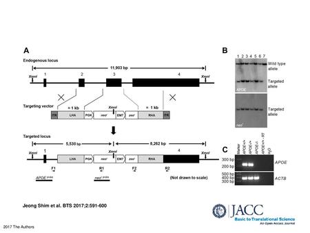 APOE Gene Targeting (A) Schematic representation of the endogenous APOE locus, the gene targeting vector and the targeted APOE locus. The exons of the.