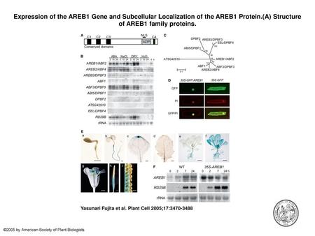 Expression of the AREB1 Gene and Subcellular Localization of the AREB1 Protein.(A) Structure of AREB1 family proteins. Expression of the AREB1 Gene and.