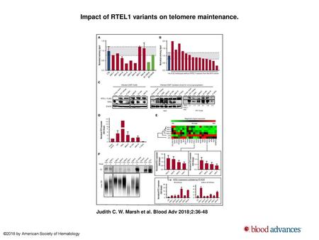 Impact of RTEL1 variants on telomere maintenance.