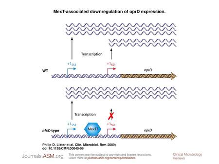 MexT-associated downregulation of oprD expression.