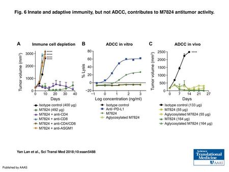 Fig. 6 Innate and adaptive immunity, but not ADCC, contributes to M7824 antitumor activity. Innate and adaptive immunity, but not ADCC, contributes to.