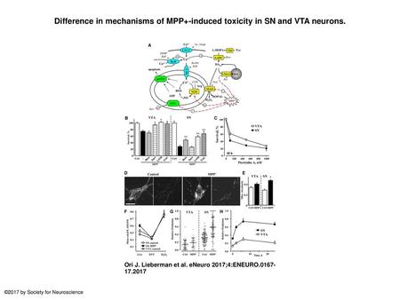 Difference in mechanisms of MPP+-induced toxicity in SN and VTA neurons. Difference in mechanisms of MPP+-induced toxicity in SN and VTA neurons. A, Schematics.