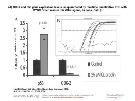 (A) CDK2 and p53 gene expression levels, as quantitated by real-time quantitative PCR with SYBR Green master mix (Stratagene, La Jolla, Calif.). (A) CDK2.