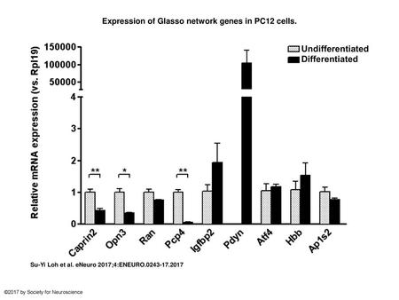 Expression of Glasso network genes in PC12 cells.