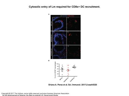 Cytosolic entry of Lm required for CD8α+ DC recruitment.