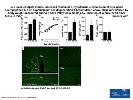 I.c.v.‐injected AβOs induce increased food intake, hypothalamic expression of orexigenic neuropeptides but no hypothalamic cell degeneration AAccumulated.