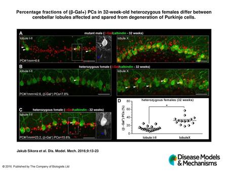 Percentage fractions of (β-Gal+) PCs in 32-week-old heterozygous females differ between cerebellar lobules affected and spared from degeneration of Purkinje.