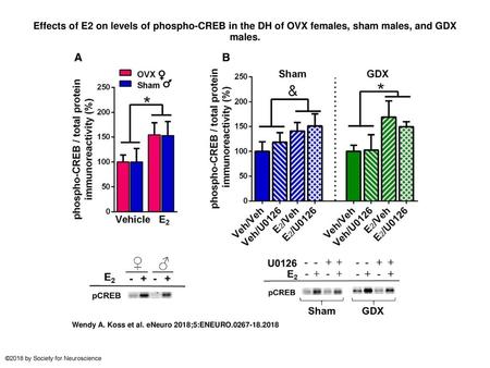 Effects of E2 on levels of phospho-CREB in the DH of OVX females, sham males, and GDX males. Effects of E2 on levels of phospho-CREB in the DH of OVX females,