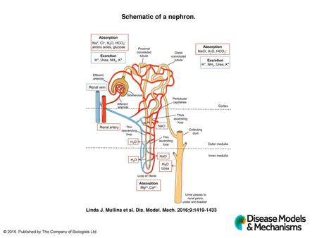 Schematic of a nephron. Schematic of a nephron. This schematic shows a nephron, the functional unit of the kidney. Blood is delivered to the glomerulus,
