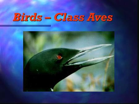 Class Aves Birds Characteristics Of Class Aves Adaptations For Flight Feathers Wings Adaptations For Flight Feathers Wings Endothermic High Metabolic Ppt Download