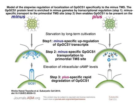 Model of the stepwise regulation of localization of GpGCS1 specifically to the minus TMS. The GpGCS1 protein level is enriched in minus gametes by transcriptional.