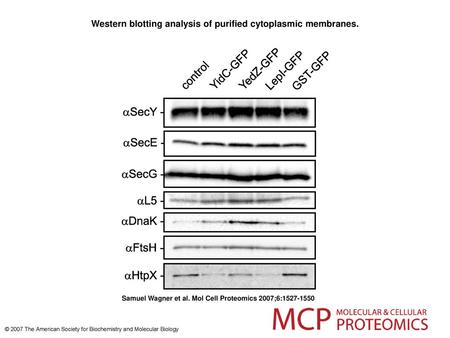 Western blotting analysis of purified cytoplasmic membranes.